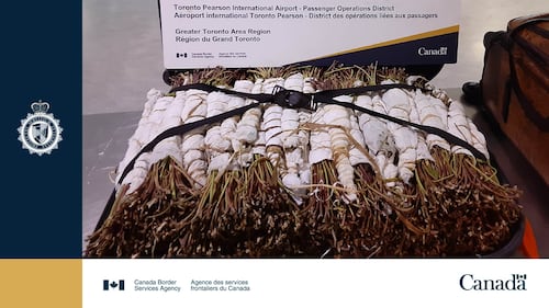 CBSA seizes over 23kg of Khat at Pearson airport