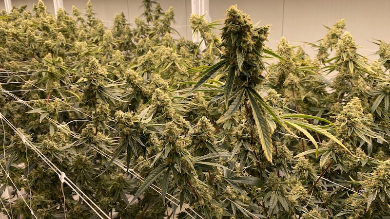 In Pictures: Inside a Moncton cannabis facility