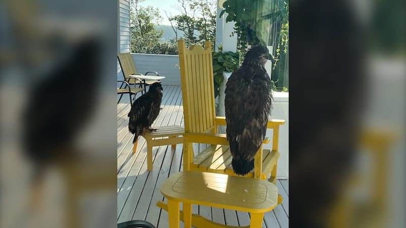 Eagle family roosts at Mineville, N.S., woman’s backyard