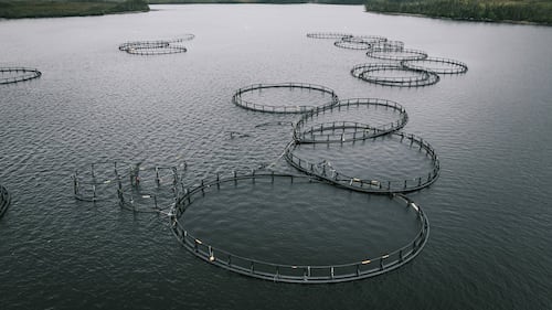 Aquaculture waste along Newfoundland coast is not harming fish: federal government