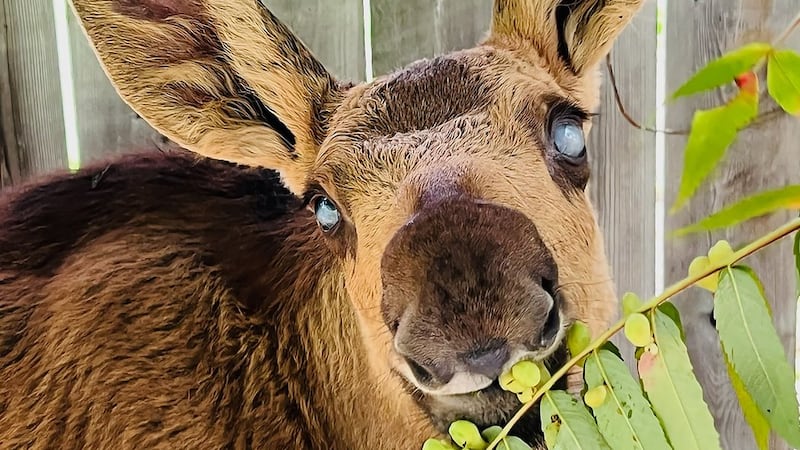 Toronto Zoo to become home of Cedar, a blind baby moose rescued near Ottawa