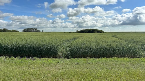 ‘It’s been a pretty good season so far’: Yorkton-area farmers optimistic about crop growth