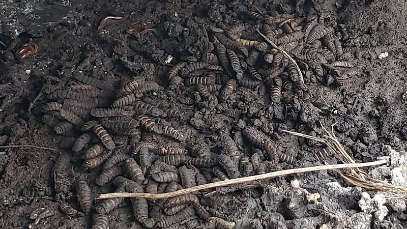 The real Paleo diet: Neanderthals dined on rotten meat and maggots, study suggests