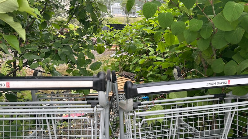 Homelessness up more than 200 per cent in major N.B. cities: report