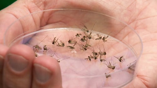 Dead bird in Waterloo Region tests positive for West Nile virus