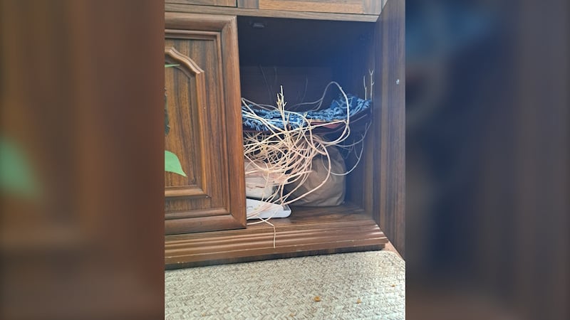 A starchy surprise: Winnipeg couple discovers cabinet filled with potato tendrils