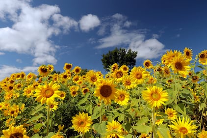 Sunflowers in Margaree, N.S., are pictured. (CTV/Darryl Reeves)