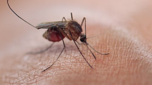 West Nile virus found in mosquitoes in York Region