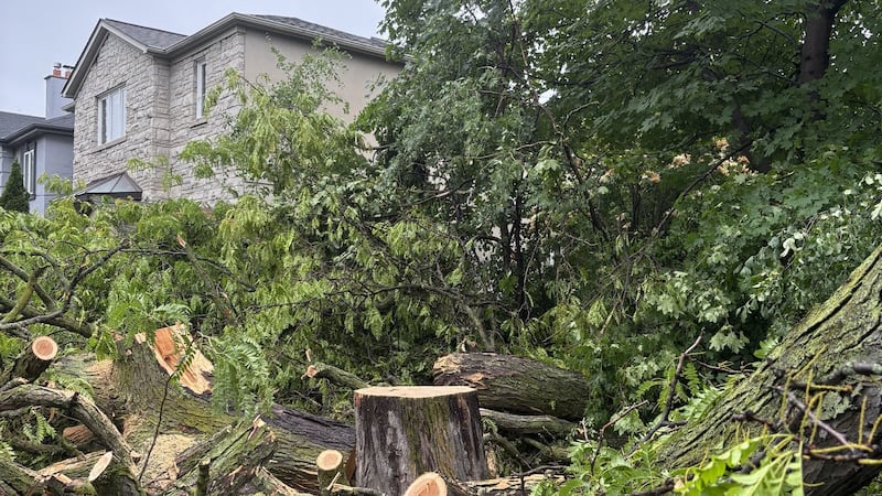 Neighbours accuse Toronto builder of gaming system to uproot beloved tree for parking pad