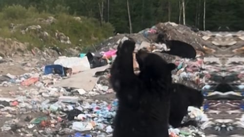 Black bear’s iced tea chug at Ontario landfill goes viral