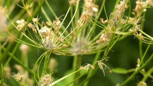 Wild parsnip outbreak grows in P.E.I., warnings issued across Canada