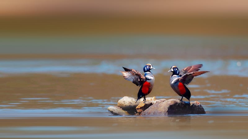 Man who led illegal duck hunting trips to B.C. pleads guilty in U.S., faces US$175K fine