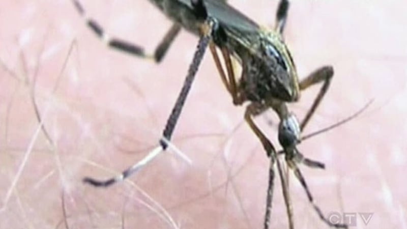 Stay safe from insect and animal bites this summer: AHS
