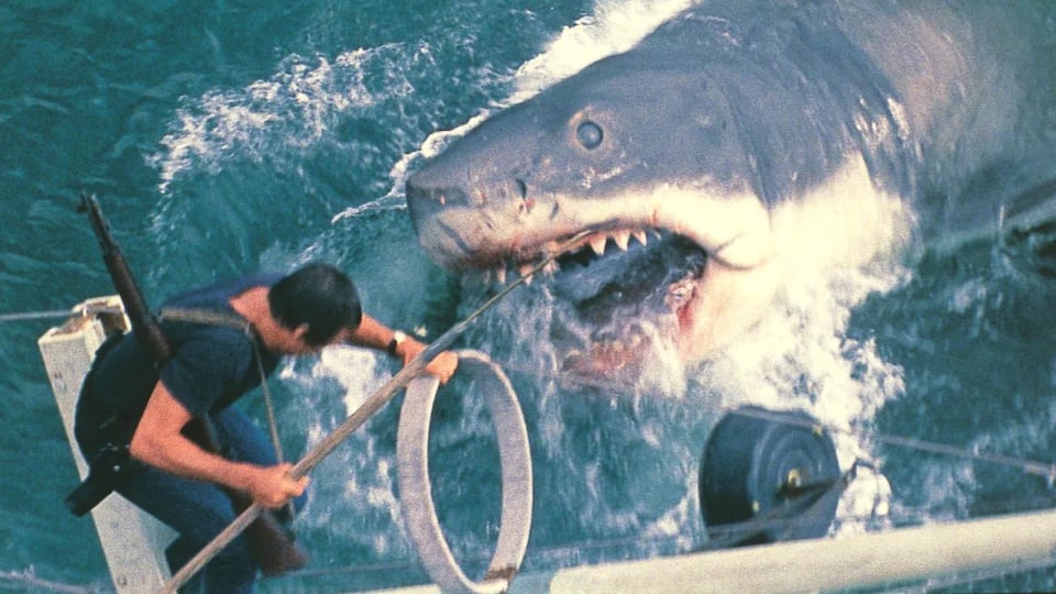 ‘Jaws’ at 50: Dan Riskin on why you don’t need to be afraid to get into the water