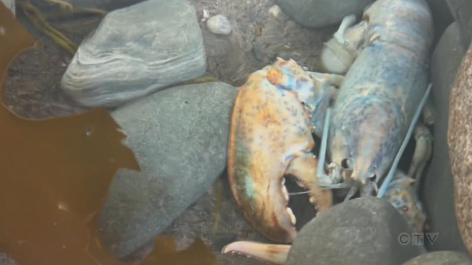 CTV National News: Must-see sea creatures in Nova Scotia
