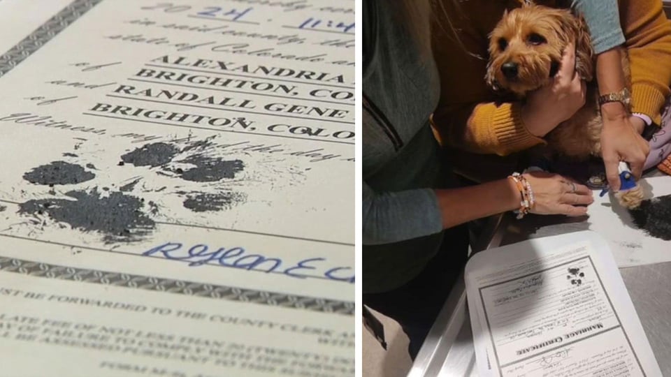 Colorado couple's pet dog signs wedding licence as witness