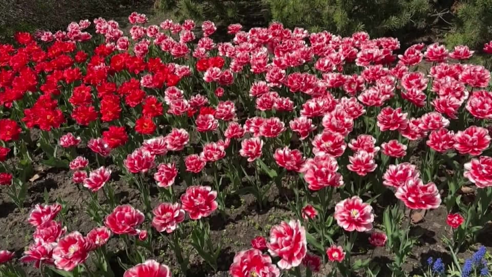 Canadian Tulip Festival kicks off season