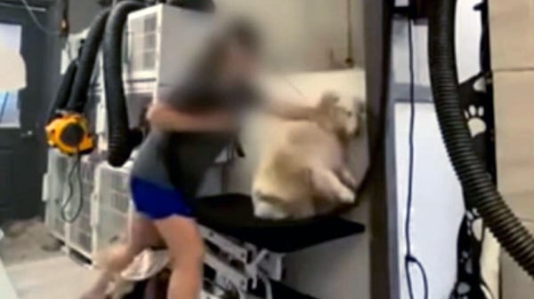 WARNING: Video shows dog groomer being aggressive, seemingly punching animals