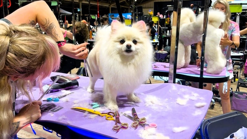‘More than a haircut’: Calgary hosts Canada’s biggest dog grooming competition