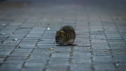 Toronto takes one step toward plan to tackle growing rat population