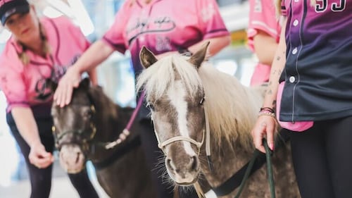 Meet Magic and Tinkerbell, the therapy ponies calming anxious travellers at Vancouver’s airport